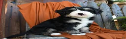 Bernedoodle dogs for sale: Quartz - Ad 4