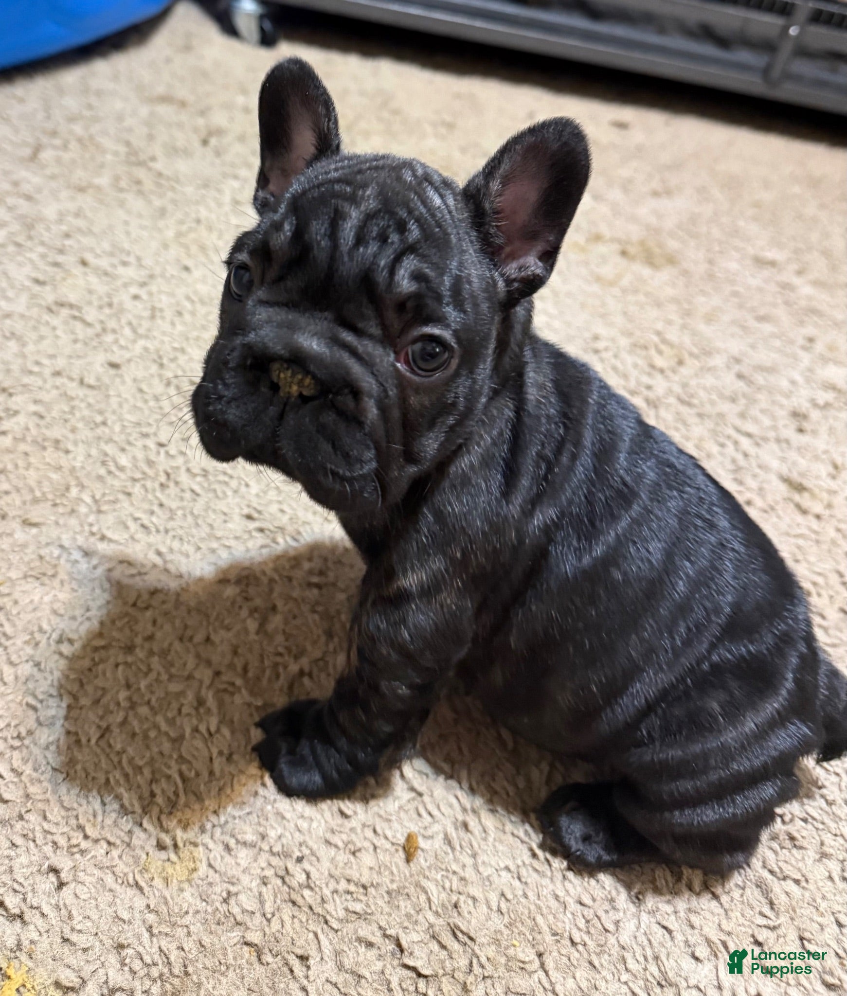 French Bulldog dogs Midnight - Ad 2