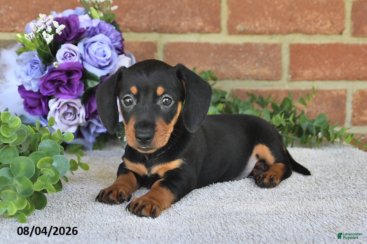 Miniature Dachshund dogs Paige - Ad 1