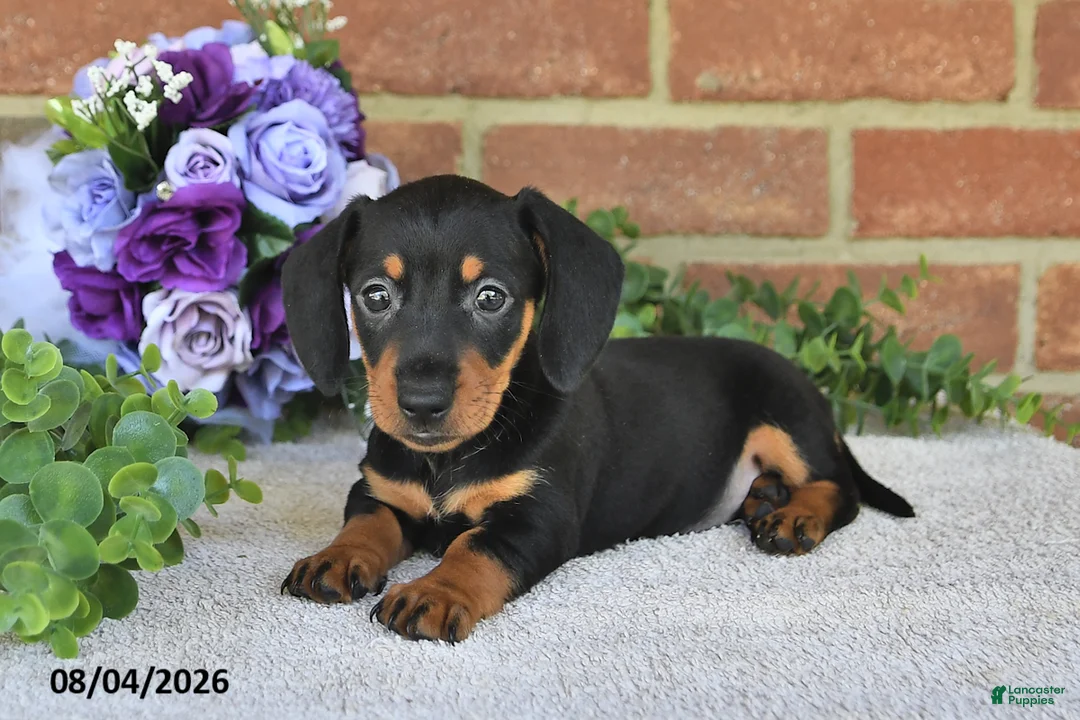 Miniature Dachshund dogs for sale: Paige - Ad 1