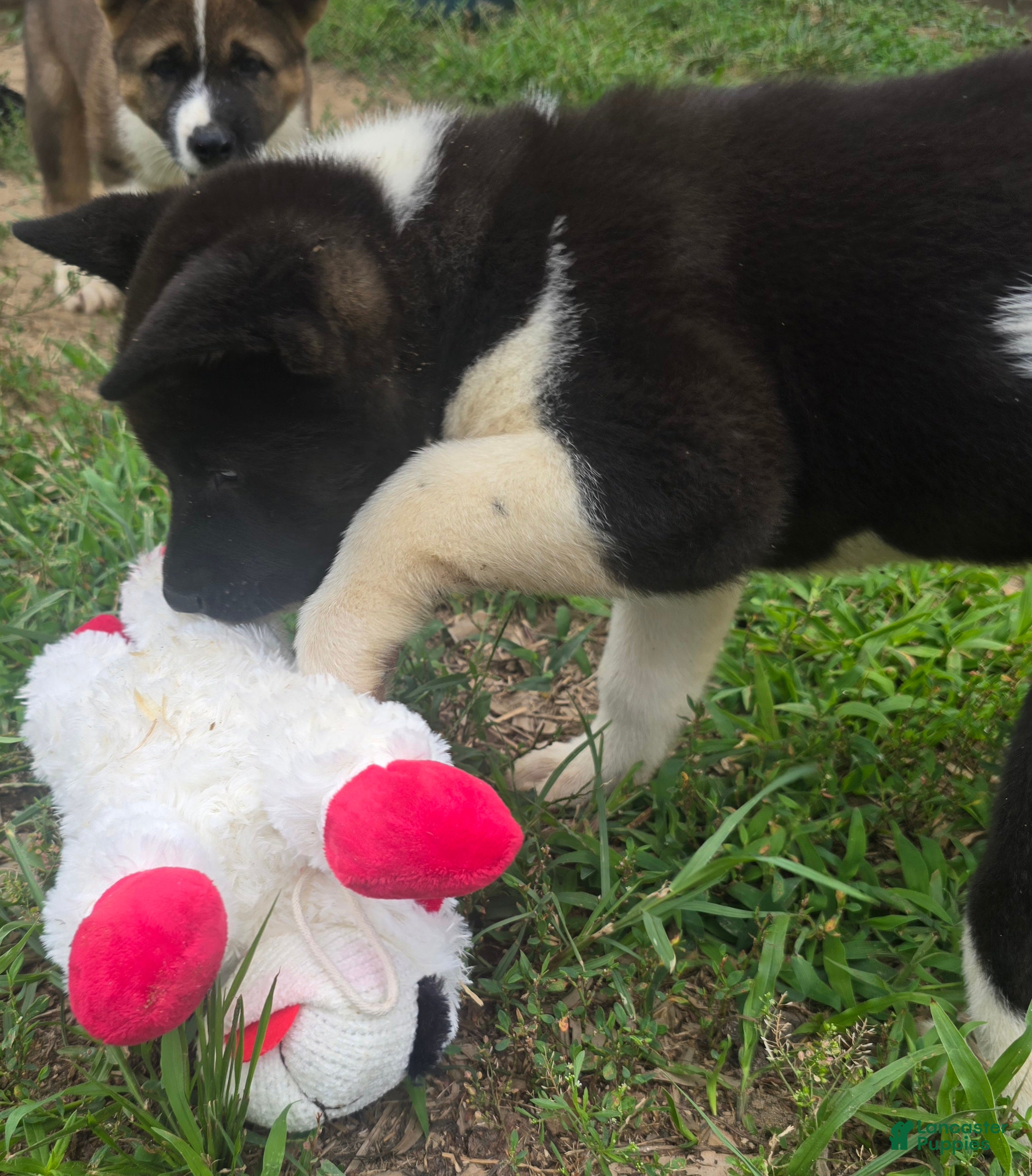 Akita dogs Nova  - Ad 2