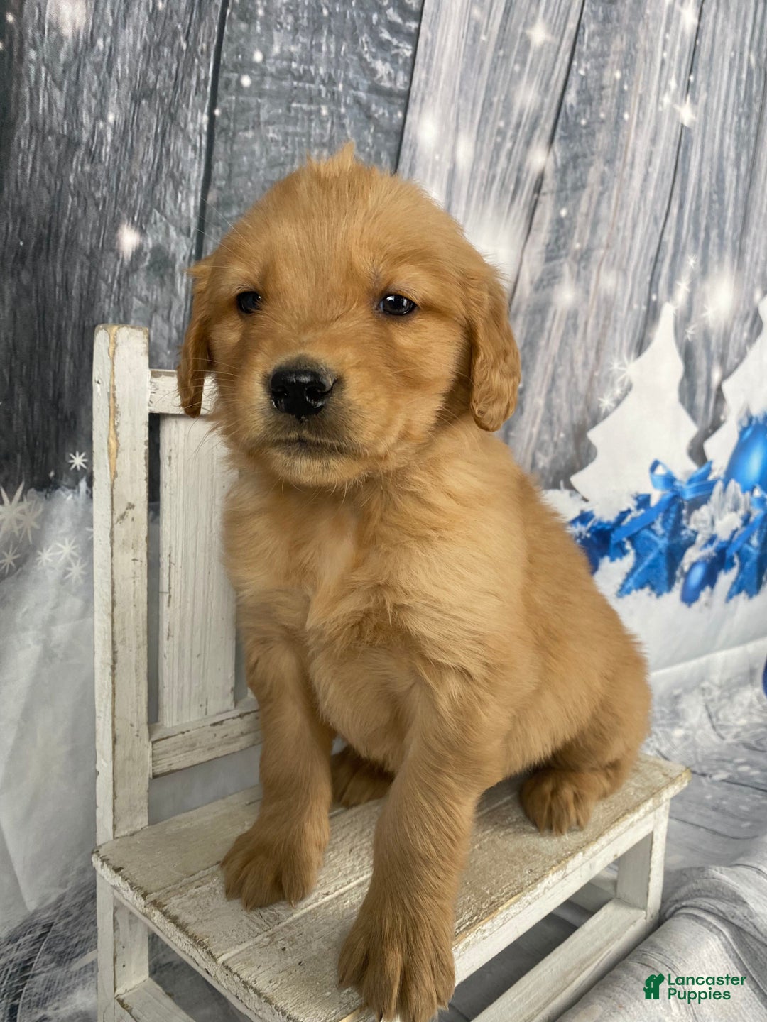 Golden Retriever dogs for sale: Moe - Ad 8