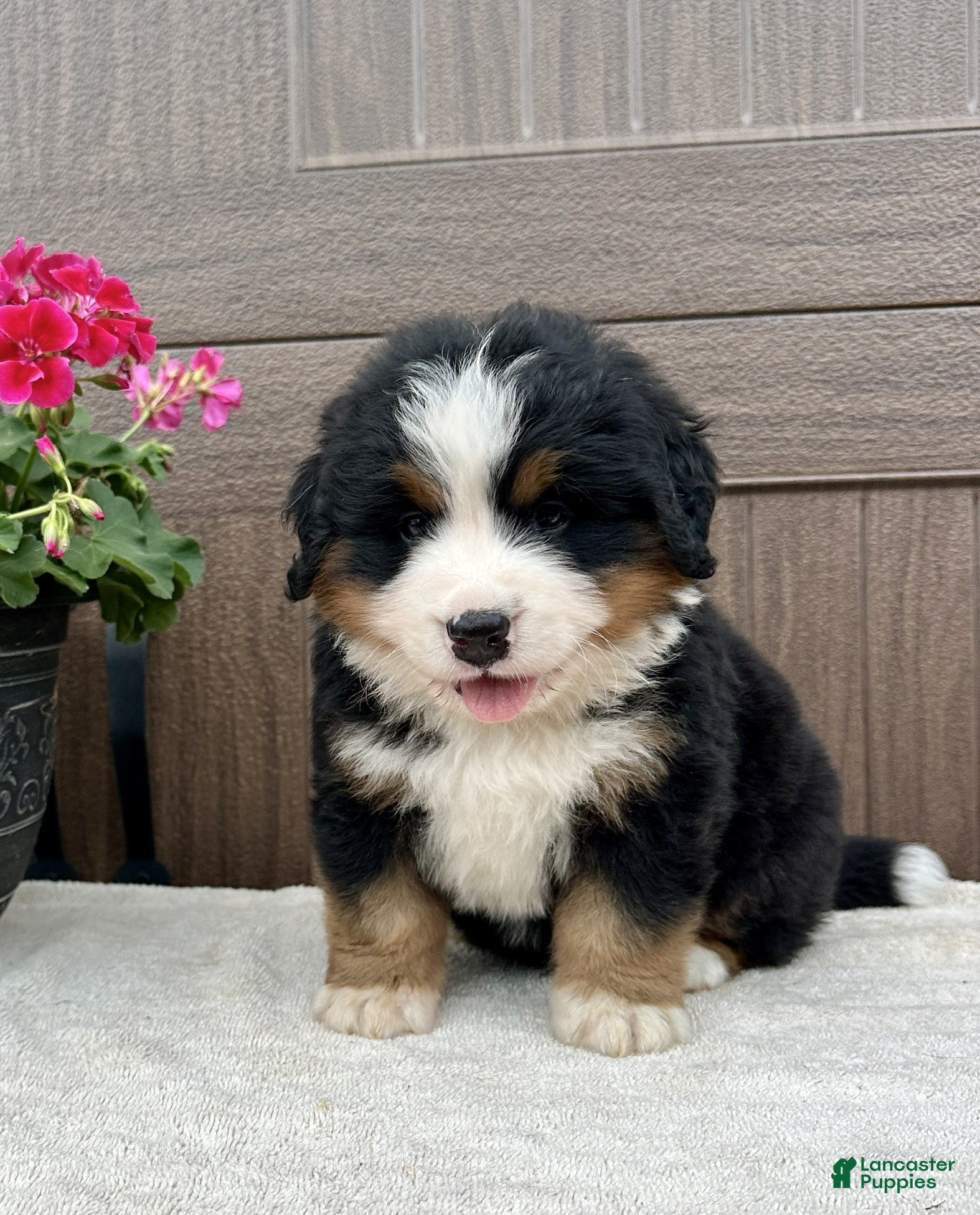 Bernese Mountain Dog dogs for sale: Forest  - Ad 3