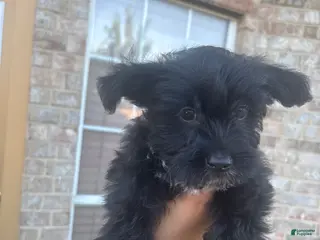 Yorkiepoo dogs Yorkiepoo Puppy 2 - Ad 8