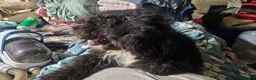 Sheepadoodle dogs for sale: Bella - Ad 4