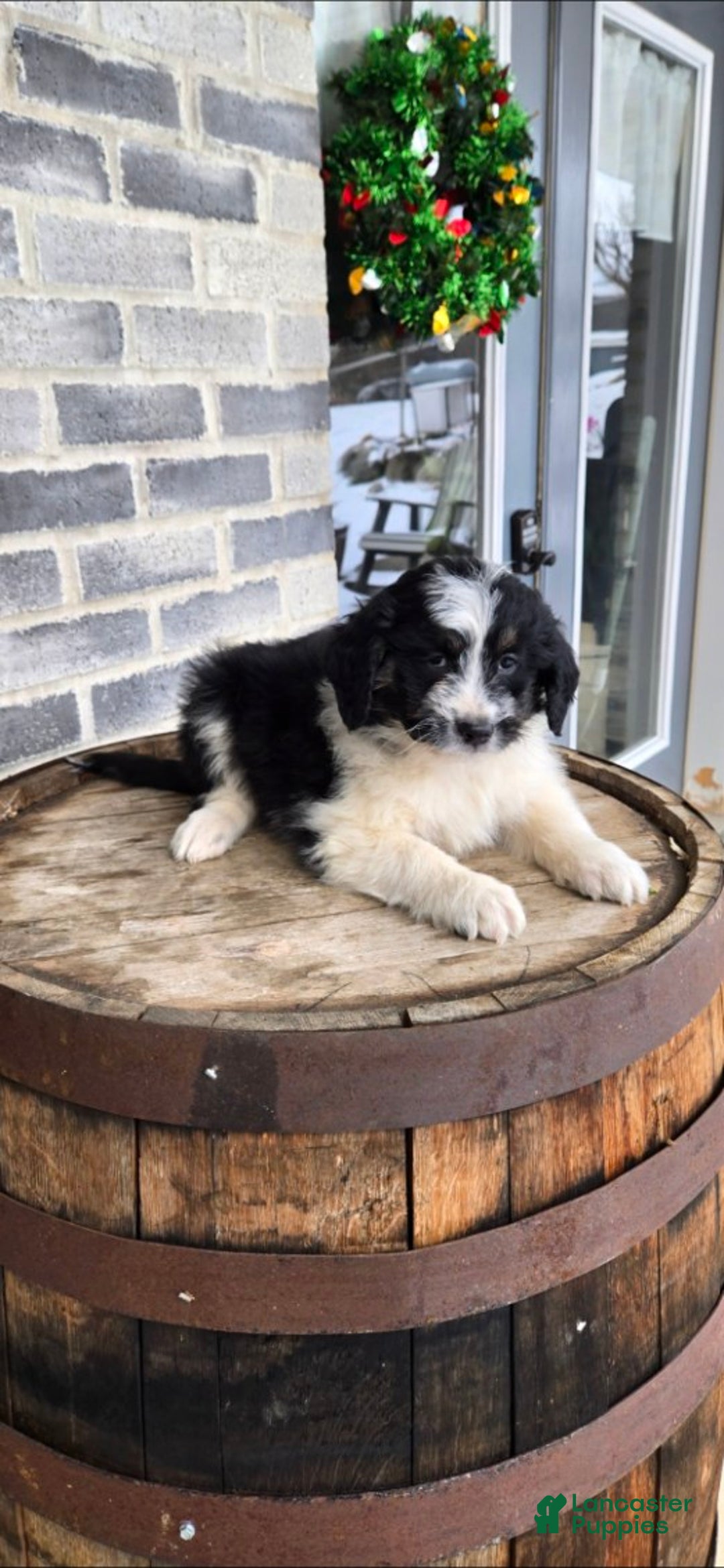 Mini Aussiedoodle dogs for sale: Rocky – Male (Tri-Color) - Ad 3