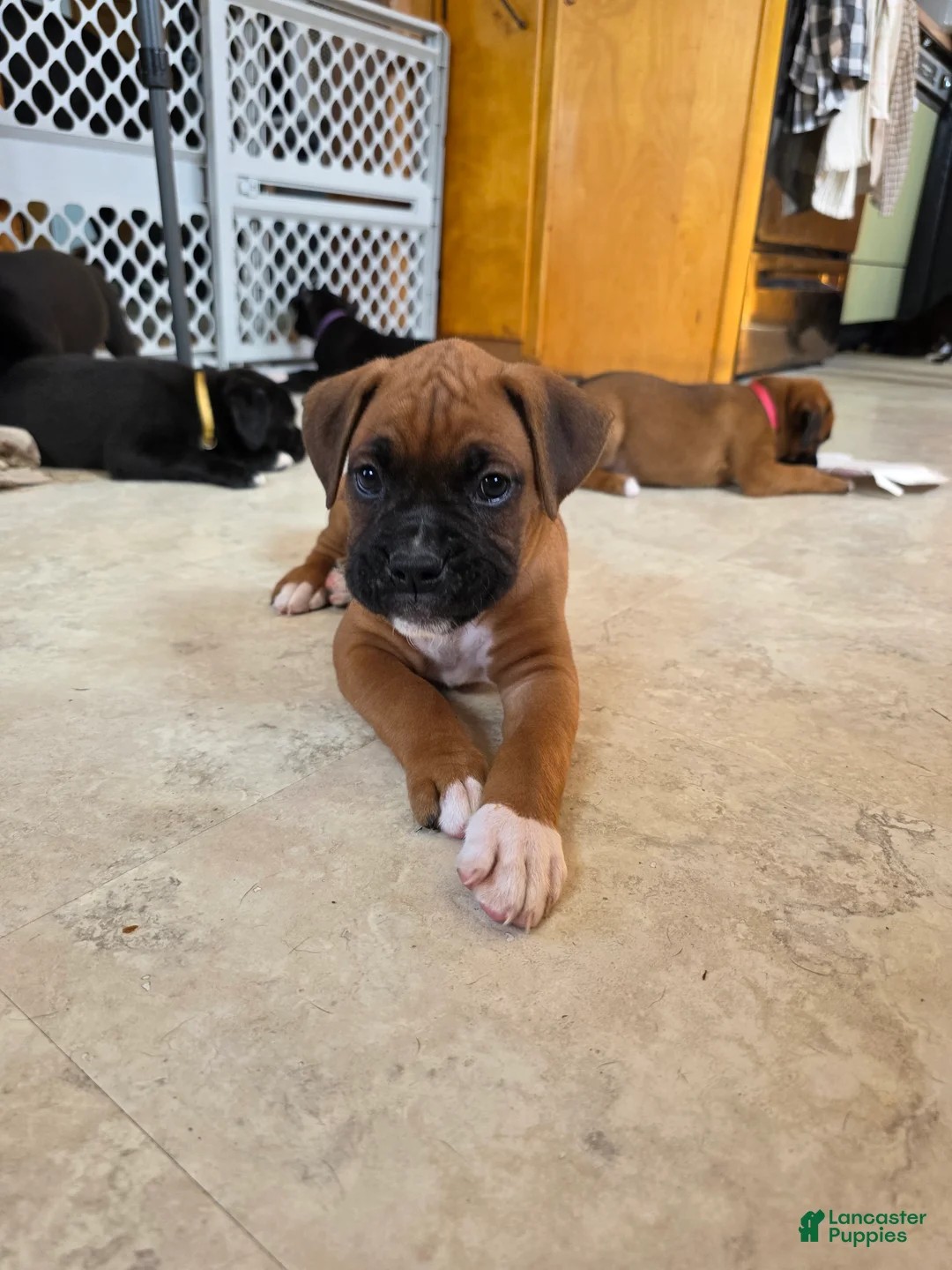 Boxer dogs for sale: Bamboo - Ad 1