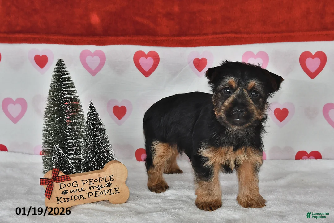 Yorkshire Terrier dogs for sale: Aaron - Ad 2