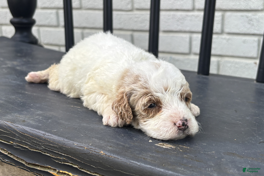 Mini Goldendoodle dogs Lina - Ad 17