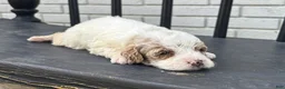 Mini Goldendoodle dogs for sale: Lina - Ad 1