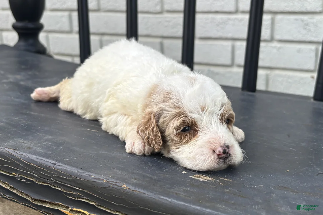 Mini Goldendoodle dogs for sale: Lina - Ad 1