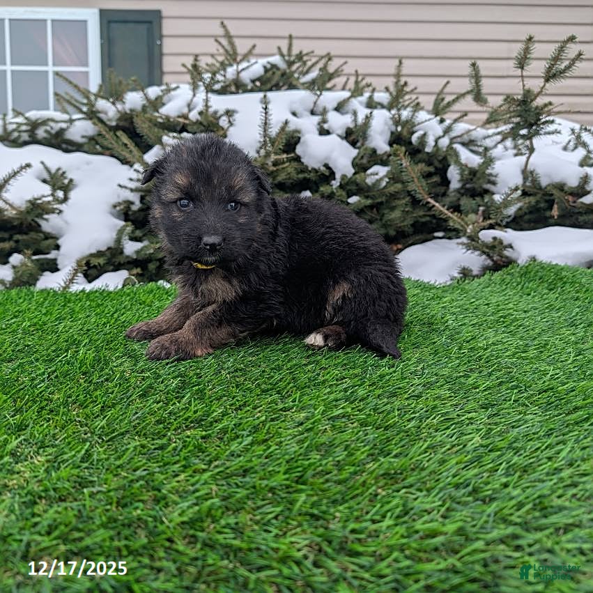 German Shepherd dogs Micah - Ad 7