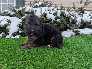 German Shepherd dogs Micah - Ad 11