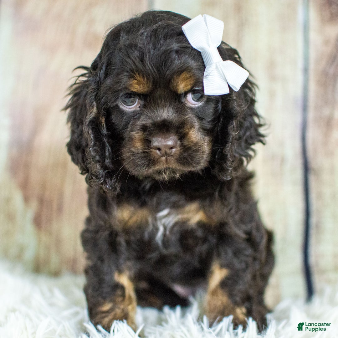 Cocker Spaniel dogs for sale: Pandora - Ad 2