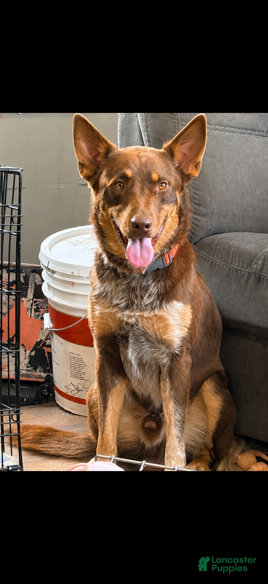 Australian Cattle Dog dogs for stud: Red Texas heeler for stud  - Ad 4