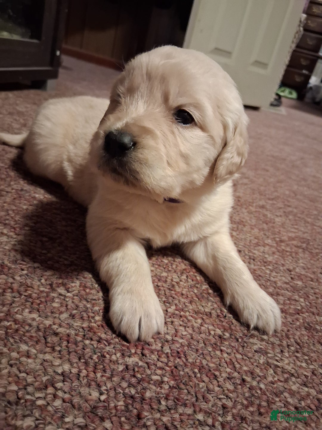 Golden Retriever dogs for sale: Pearl  - Ad 3