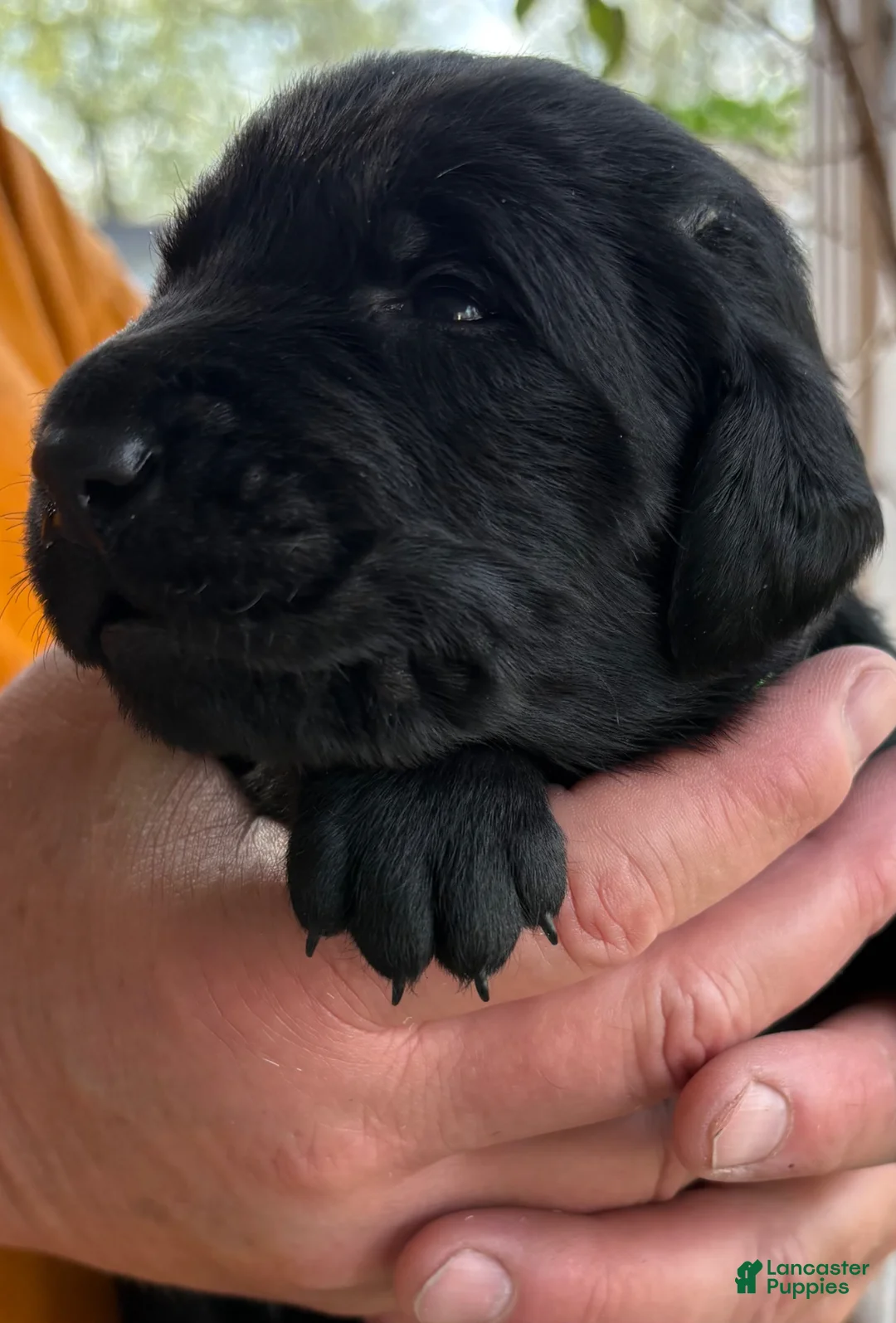 Mixed Breed dogs for sale: Golden Labradoodle Puppy 8 - Ad 2