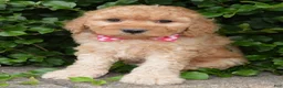 Mini Goldendoodle dogs for sale: Mini Gigi - Ad 5