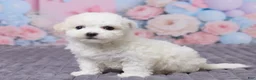 Bichon Frise dogs for sale: Lily - Ad 2