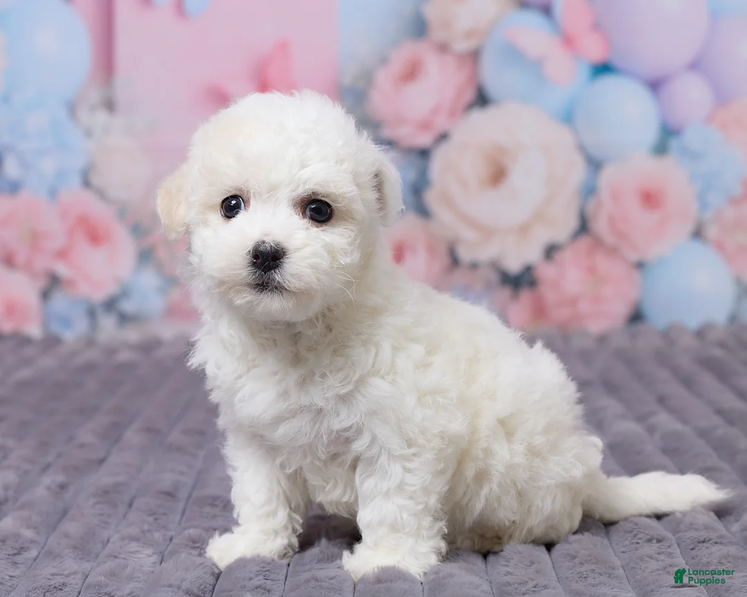 Bichon Frise dogs for sale: Lily - Ad 2