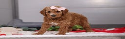 Standard Poodle dogs for sale: Mindy - Ad 4