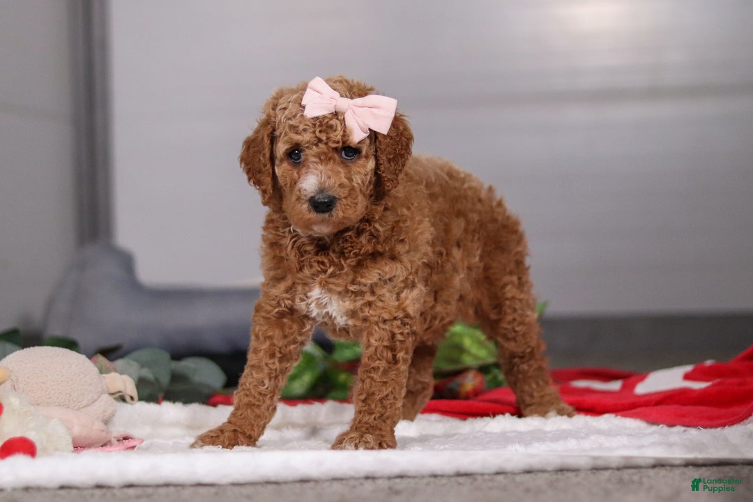 Standard Poodle dogs for sale: Mindy - Ad 4