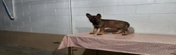 German Shepherd dogs for sale: Daisy - Ad 6