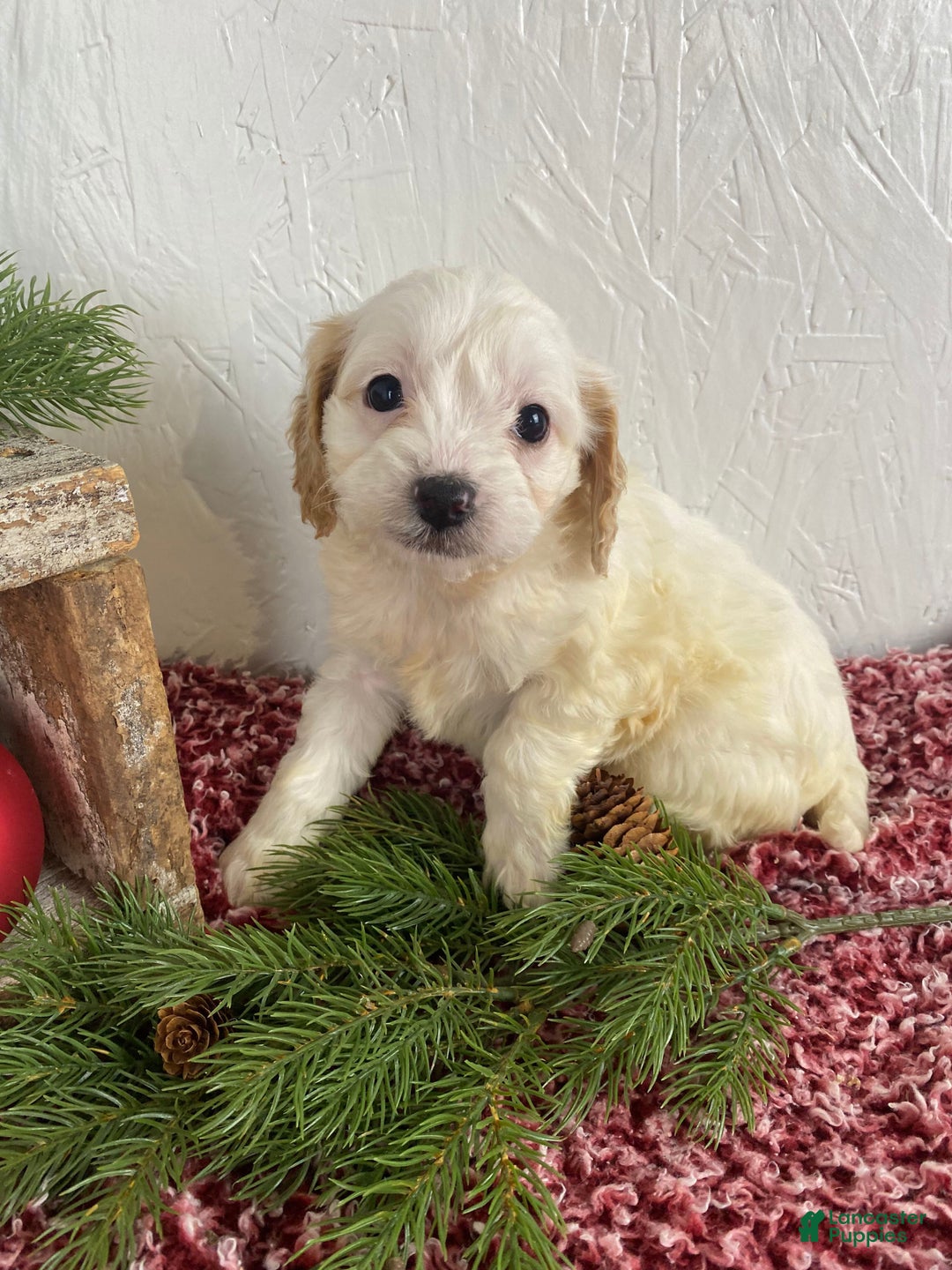 Cockapoo dogs for sale: Chloe - Ad 14
