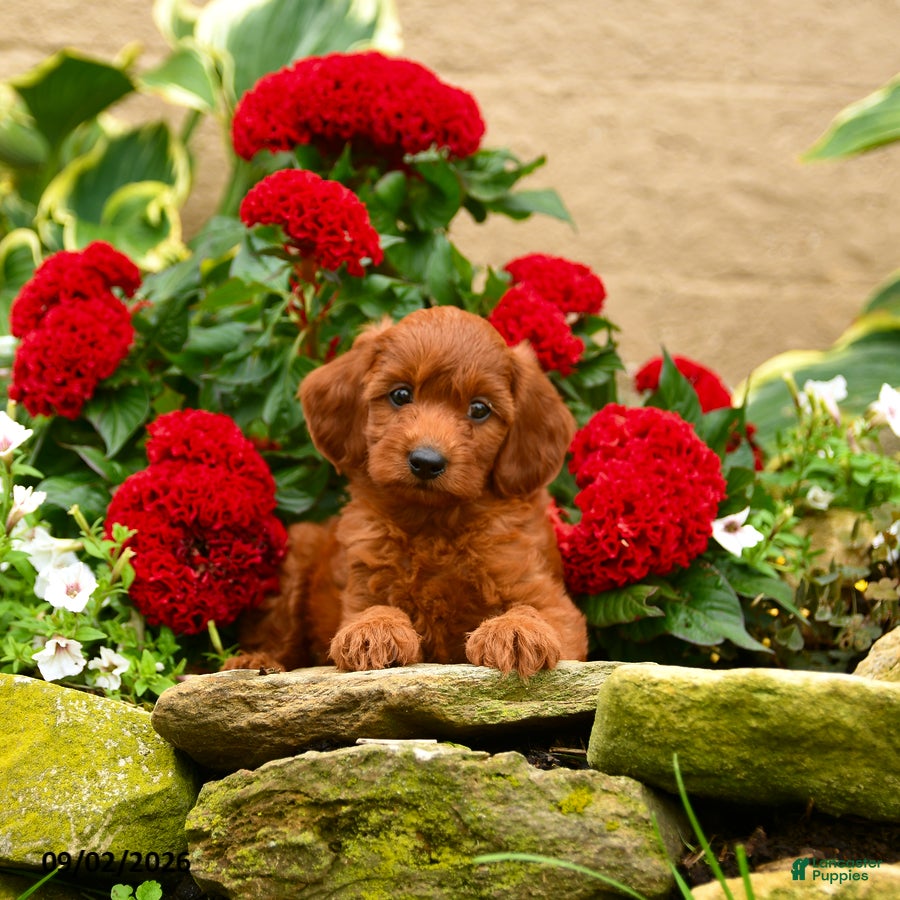 Miniature Poodle dogs Sweet Potato - Ad 2