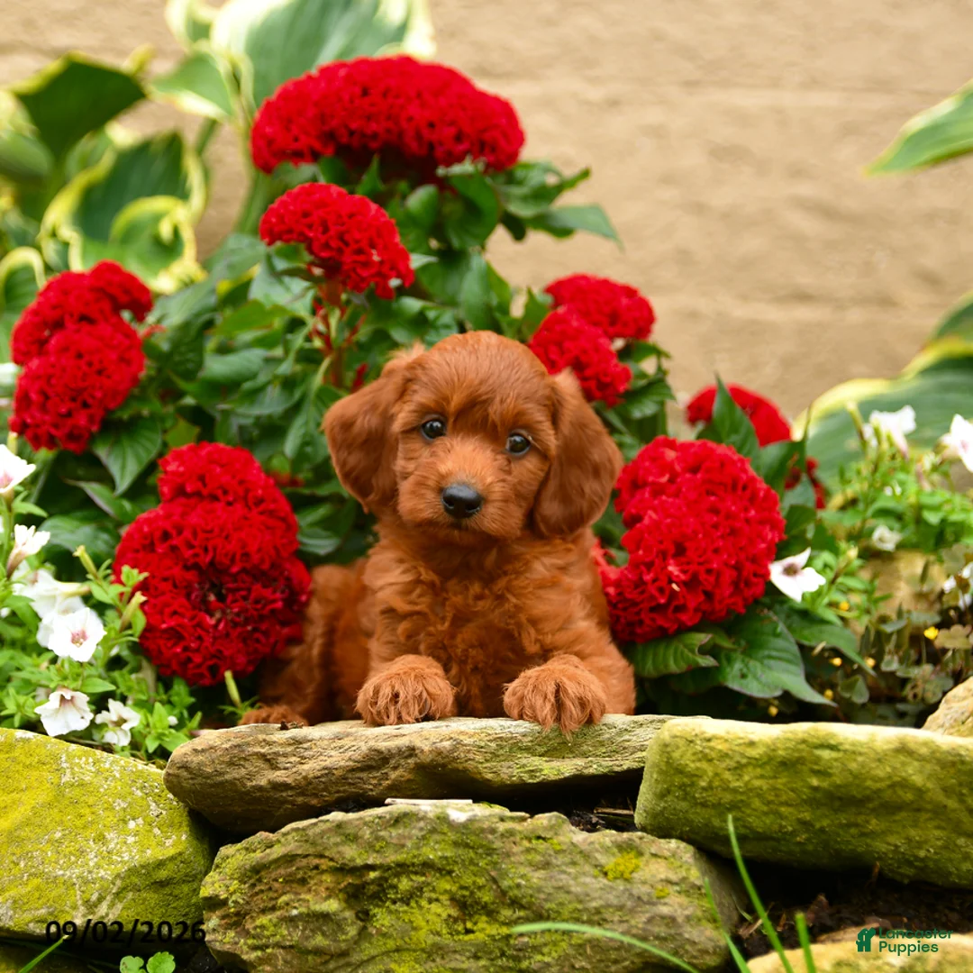 Miniature Poodle dogs for sale: Sweet Potato - Ad 2