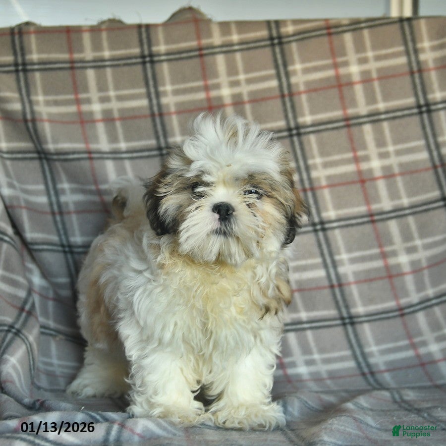 Shihpoo dogs Marty - Ad 3