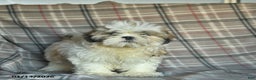 Shihpoo dogs for sale: Marty - Ad 1