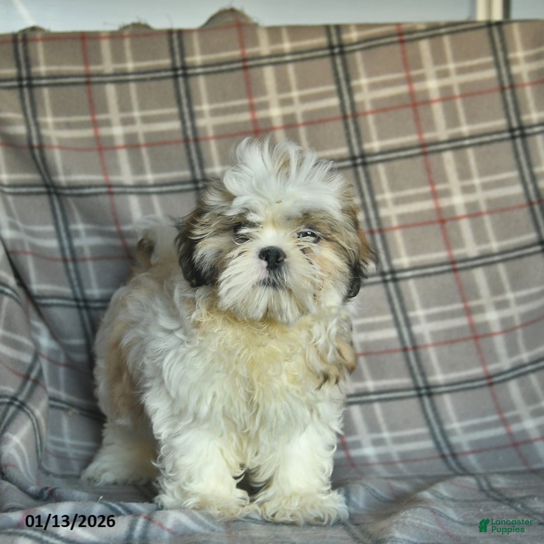 Shihpoo dogs for sale: Marty - Ad 1