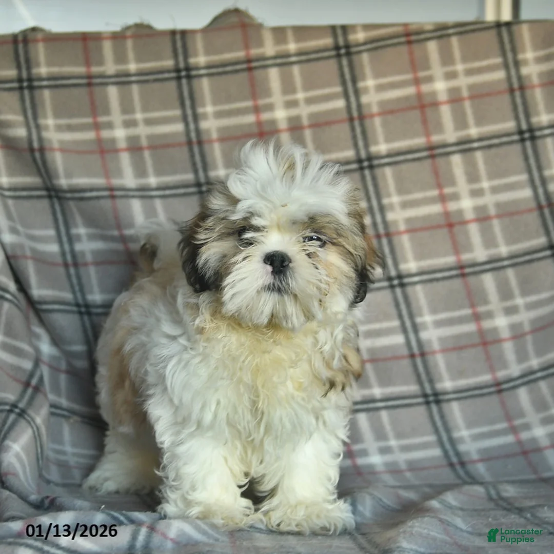 Shihpoo dogs for sale: Marty - Ad 1