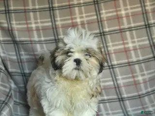 Shihpoo dogs Marty - Ad 1
