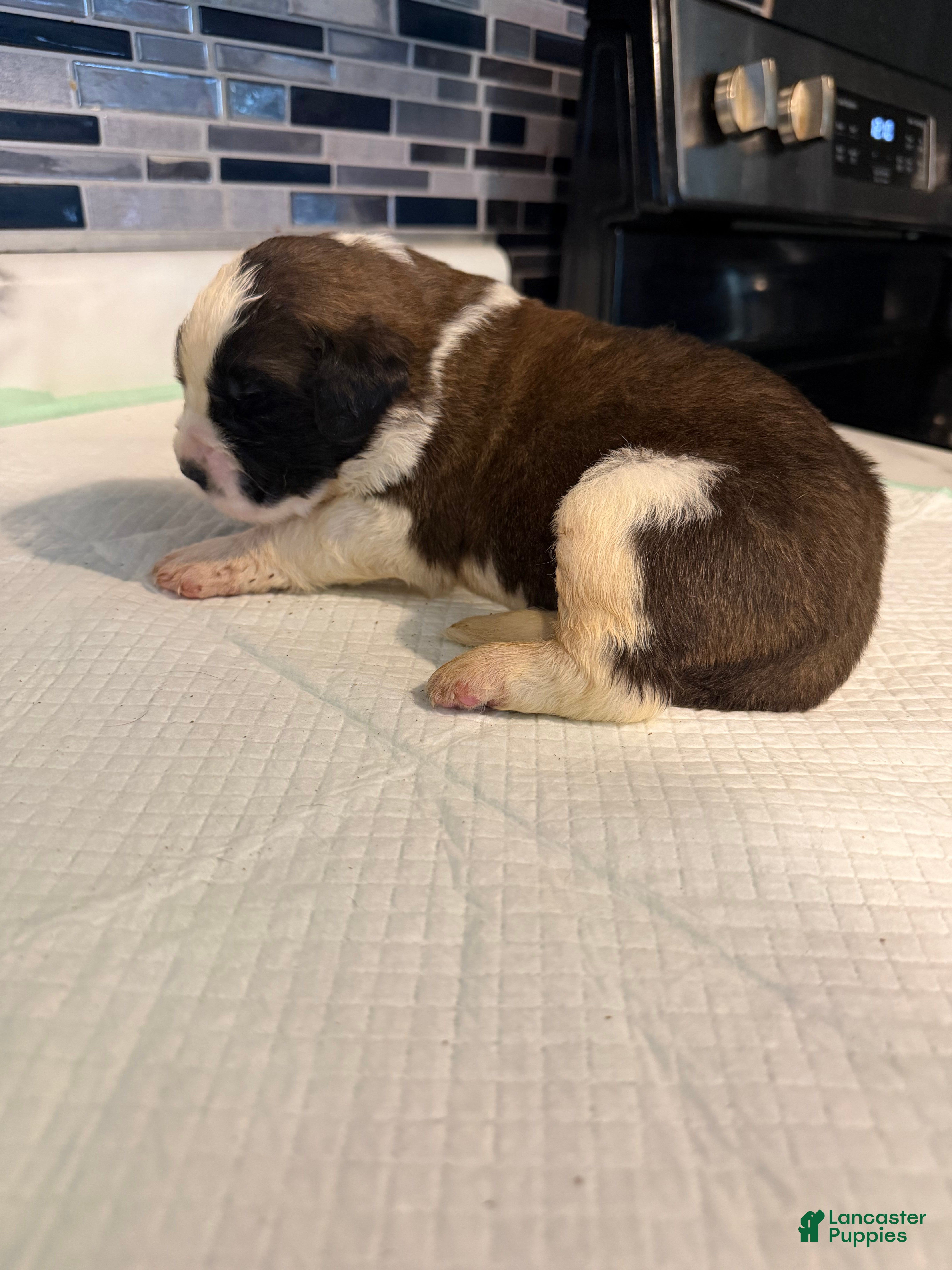 Saint Bernard dogs Girl 1  - Ad 17