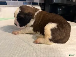 Saint Bernard dogs Girl 1 - Ad 23