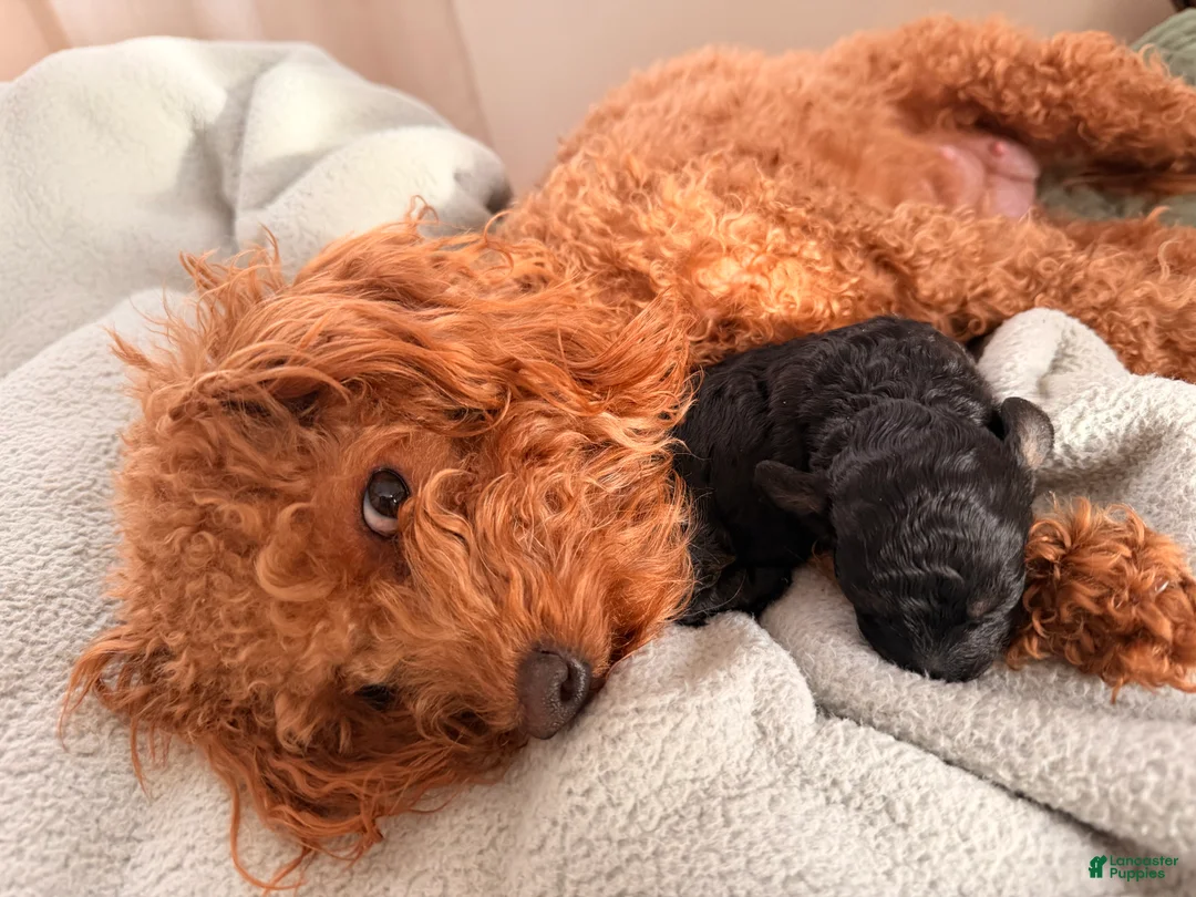 Toy Poodle dogs for sale: Betty - Ad 2