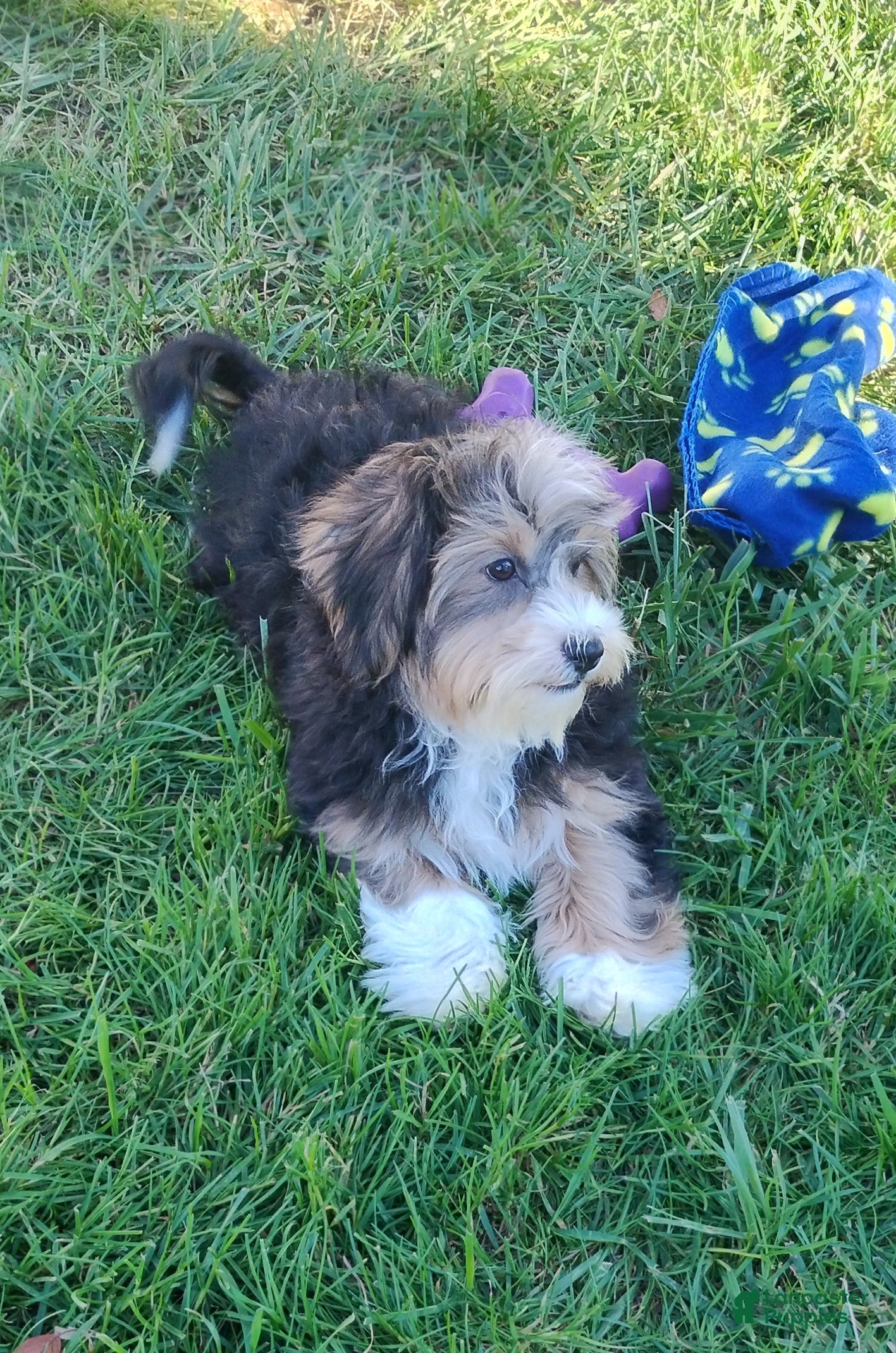 Havanese dogs Jasper  - Ad 1