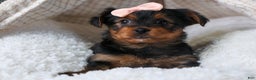 Yorkshire Terrier dogs for sale: COCO - Ad 3