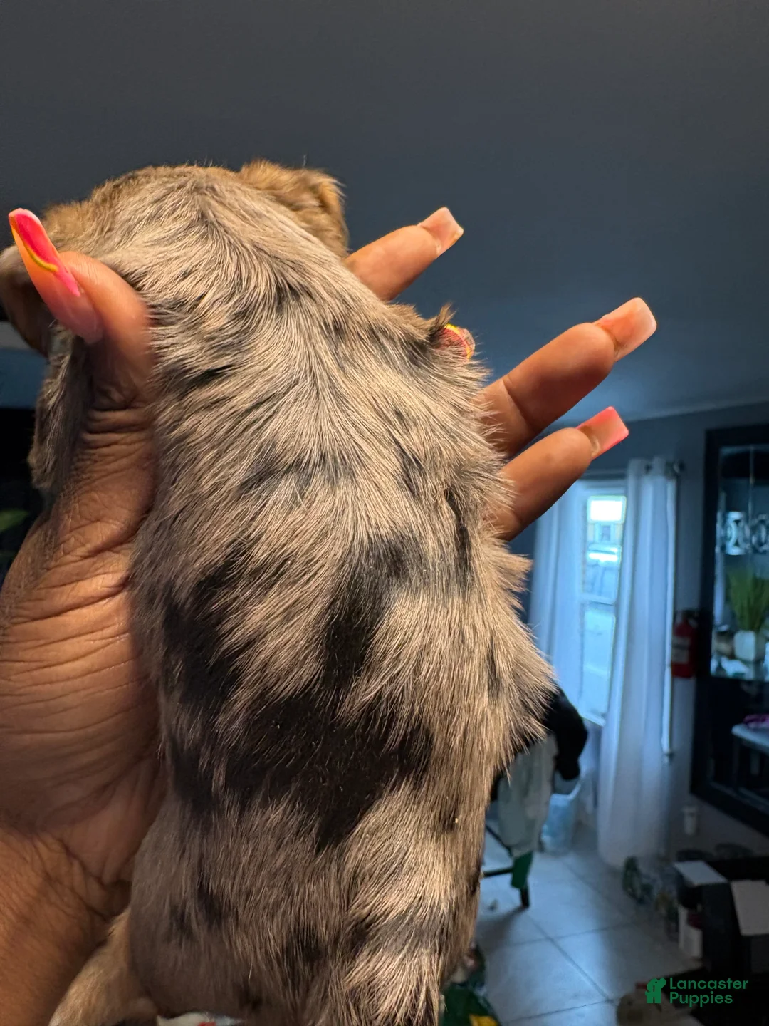 Yorkshire Terrier dogs for sale: Yorkshire Terrier 2 - Ad 1