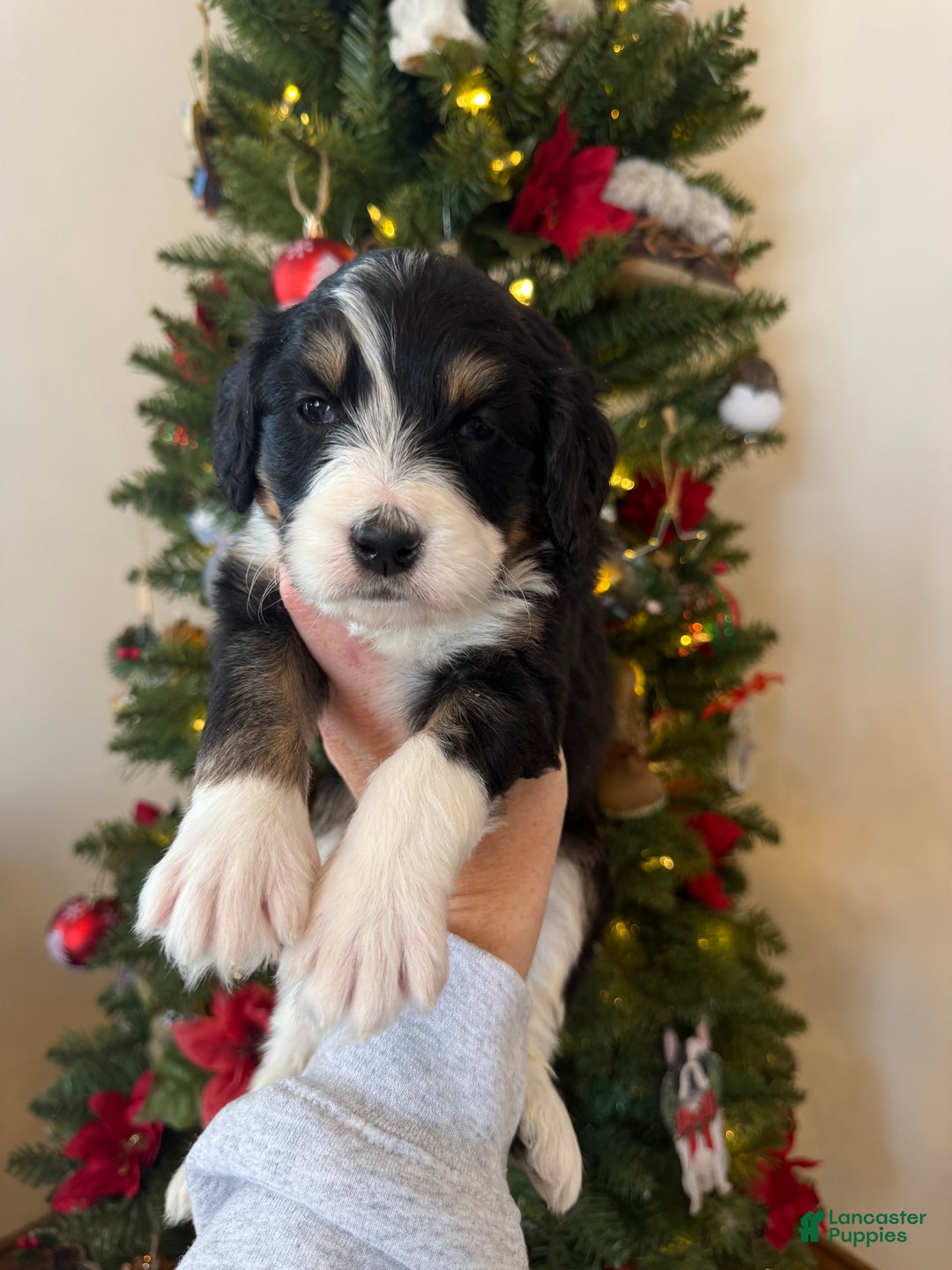 Mixed Breed dogs for sale: Fullerton - Ad 7