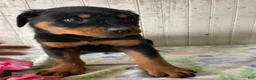 Rottweiler dogs for sale: Nero - Ad 3