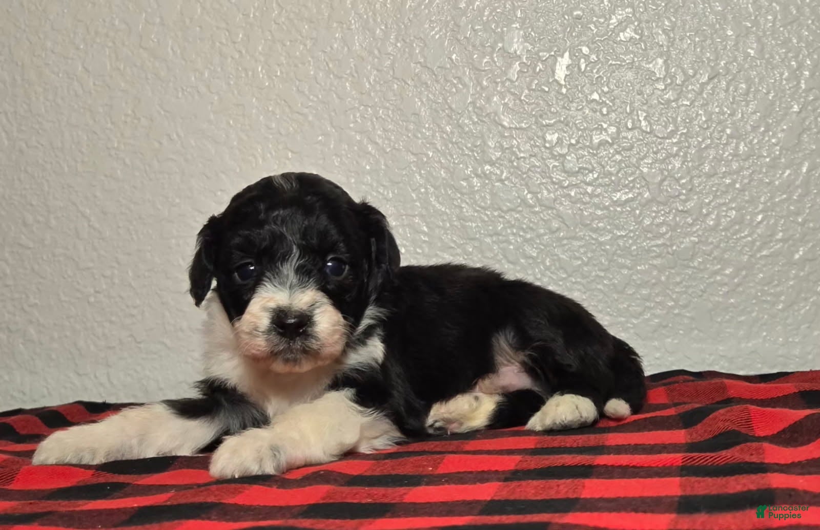 Mini Aussiedoodle dogs Sailor – Male - Ad 27