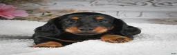 Miniature Dachshund dogs for sale: AKC-Gibson - Ad 11