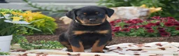 Rottweiler dogs for sale: Hope - Ad 2