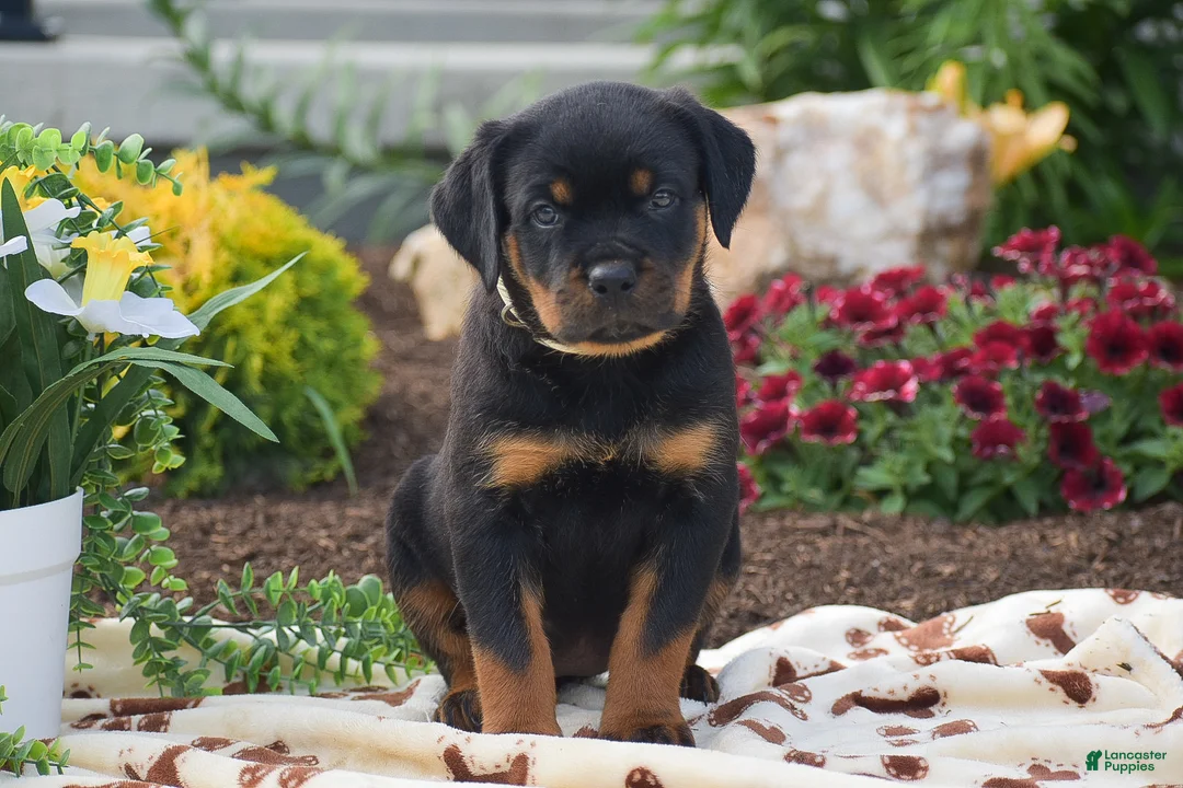 Rottweiler dogs for sale: Hope - Ad 2