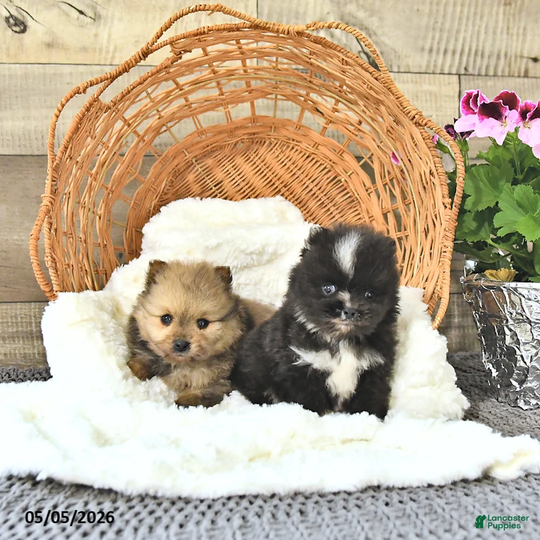 Pomeranian dogs for sale: Austin - Ad 5