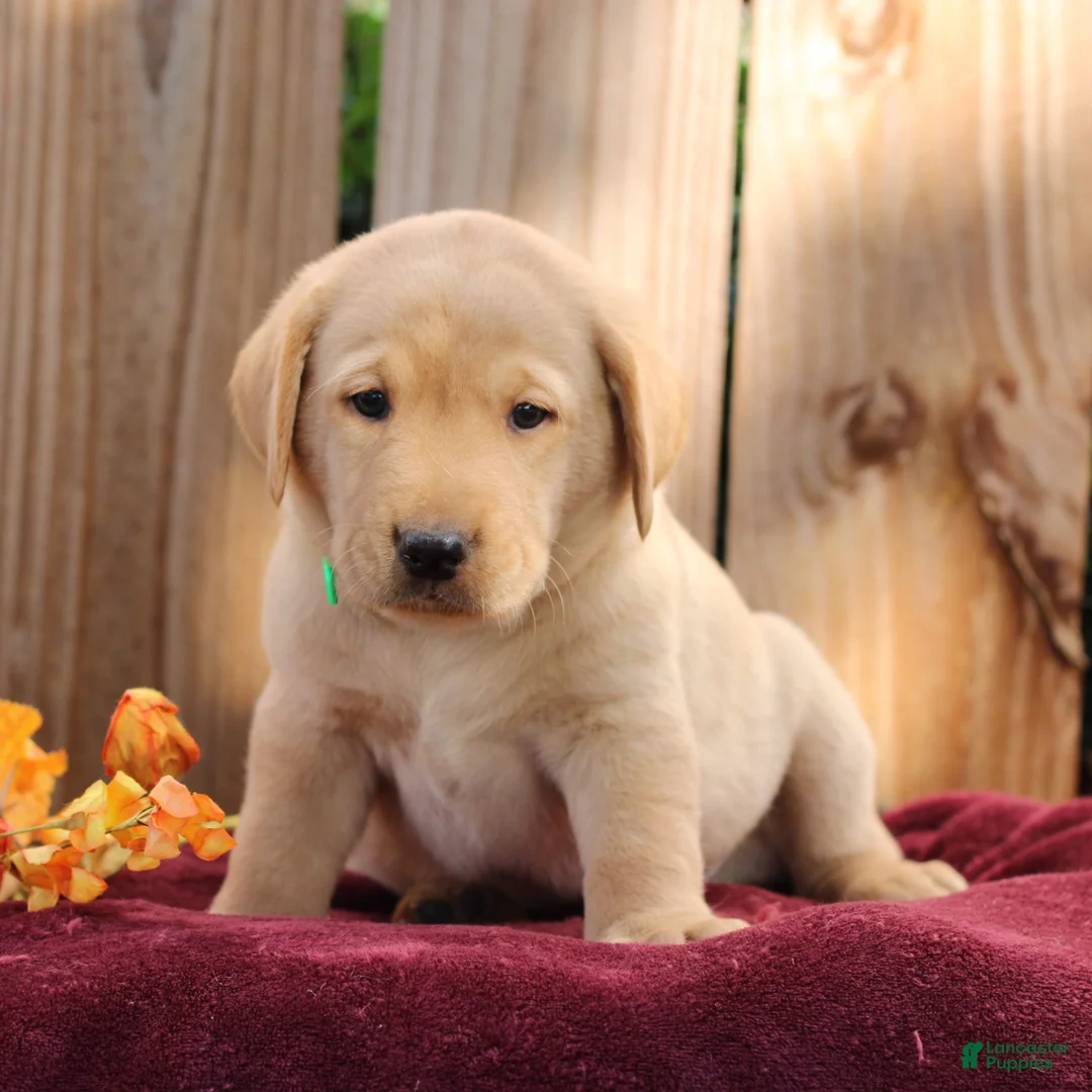 Labrador Retriever dogs for sale: Ryder  - Ad 1