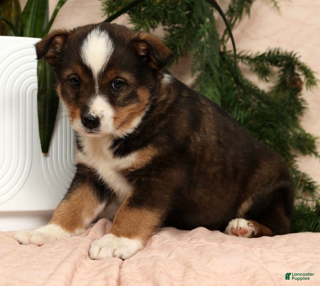 Australian Shepherd dogs for sale: Ace - Ad 9
